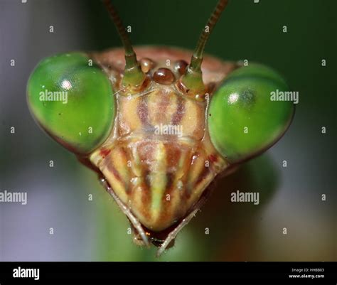 Praying mantis face close up Stock Photo - Alamy