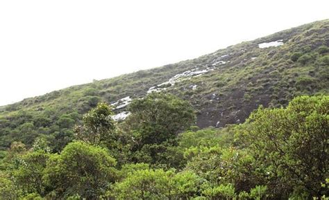 ANAMUDI SHOLA NATIONAL PARK (2026) All You Need to Know BEFORE You Go ...