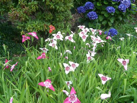 Tigridia pavonia - peacock flower | Pukeiti