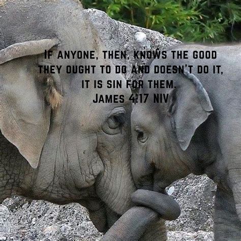 Bible Quotes About Animals