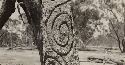 Aboriginal Tree Carving: Traditional Arborglyphs & Cultural Markers