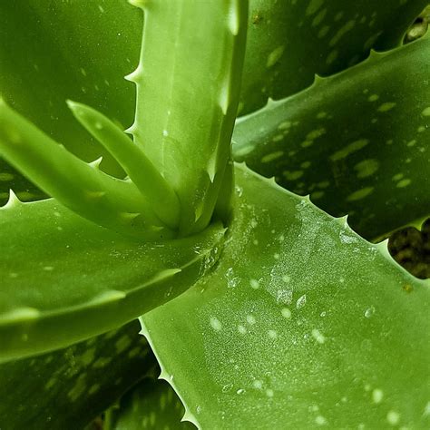 VIRGIN ALOE | 99% Cold Pressed Aloe Vera | Healing Theory