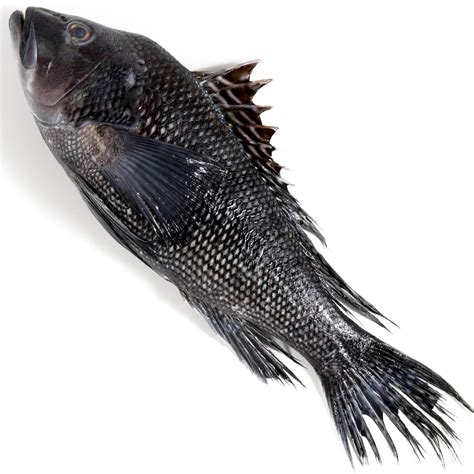 Saltwater Bass