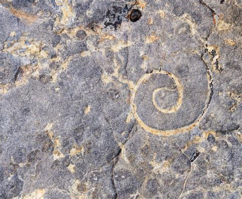 Rezultat imagine pentru Shell Fossil