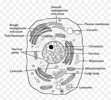 draw well labelled diagram of cellular organelles also give there ...