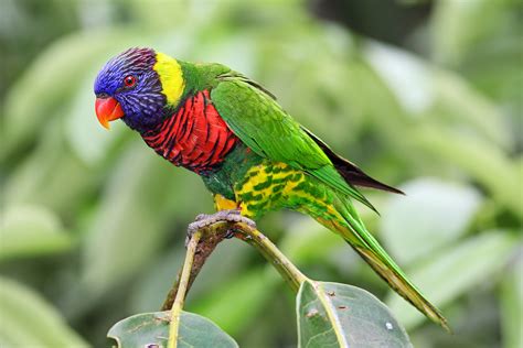 Rainbow Lorikeet – Australian Animals