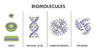 Image result for Biomolecules Explained