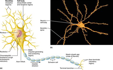 Image result for Motor Neuron Function