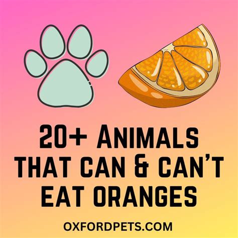 Which Animals Eat Oranges? 21 That Can and 9 Who Shouldn't - Oxford Pets