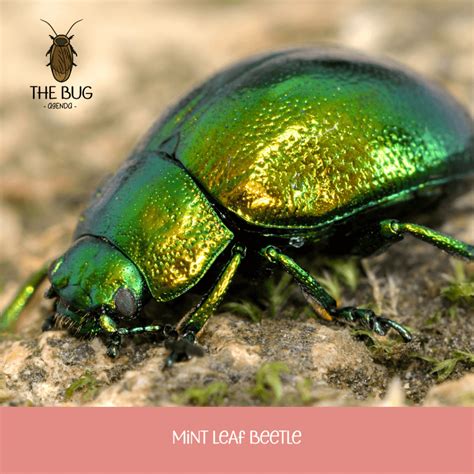 Green Beetle Insect