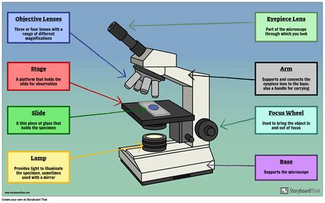 Microscope Parts Labeling Activity | Storyboard That - Worksheets Library