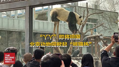 视频｜“丫丫”即将回国，北京动物园掀起“熊猫热” - YouTube
