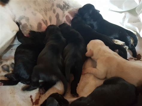 Tiere Kleinanzeigen | Tiere Anzeigenmarkt | Tiere Marktplatz | Tiere ...