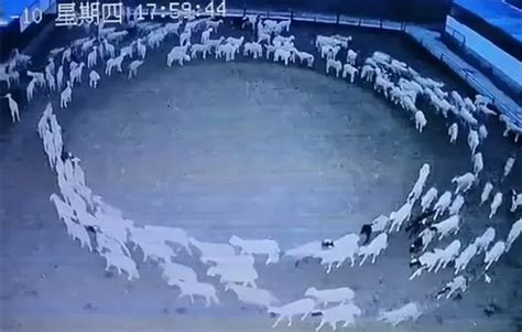 Sheep Move In A Circle For 12 Days In China, Internet Speculates The Reason