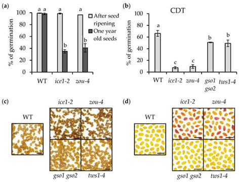 Endosperm Persistence in Arabidopsis Results in Seed Coat Fractures and ...