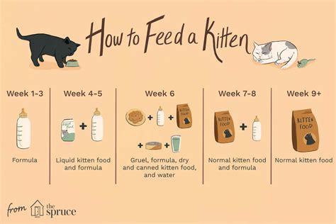 Kitten Feeding Schedule: How Much Food Kittens Need | atelier-yuwa.ciao.jp