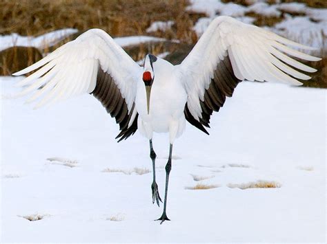 Japanese Crane - Endangered Cranes of Asia | birds and more | Japanese ...