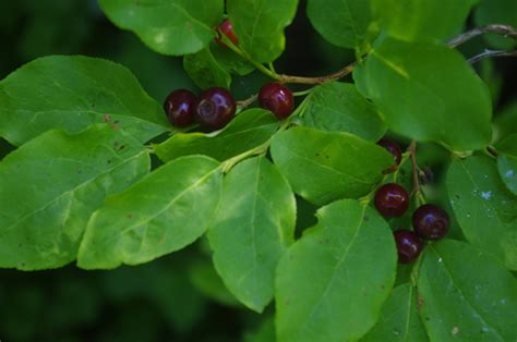 Huckleberries at Mt. Spokane State Park