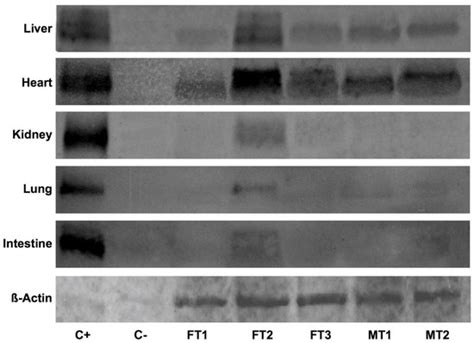 Profiling Human CD55 Transgene Performance Assist in Selecting Best ...