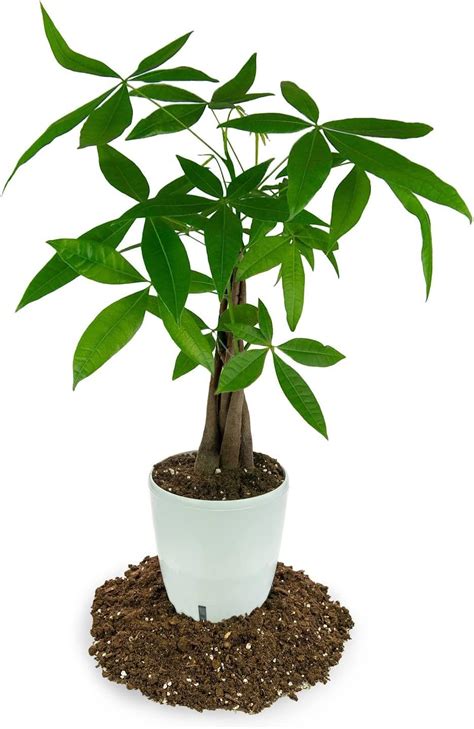 GARDENERA Money Tree Potting Soil Mix for Planting India | Ubuy