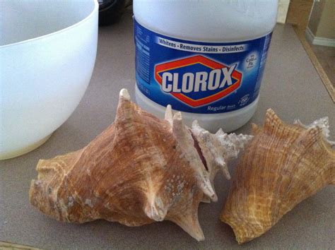 How to Polish Shells 的图像结果