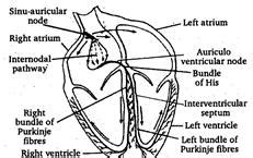 Pace-maker in heart is situated: - Tardigrade