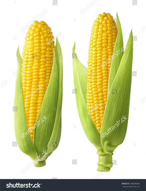 Ear Of Corn