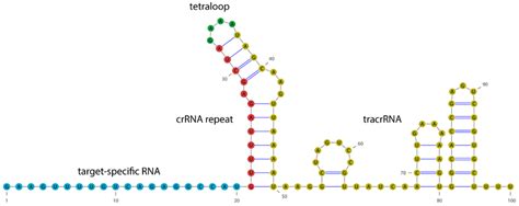 Guide RNA Function 的图像结果