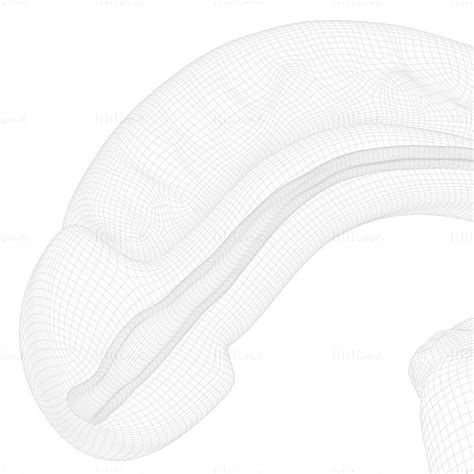 Image result for Male Reproductive System Torso Model