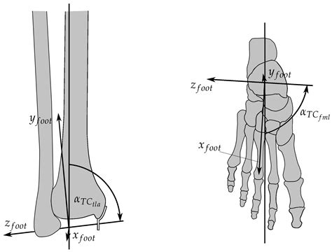 Model-Based Estimation of Ankle Joint Stiffness