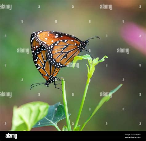 Queen butterfly danaus gilippus pair hi-res stock photography and images - Alamy