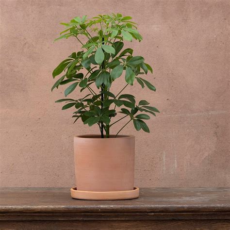 Buy umbrella tree 'Nora' Schefflera arboricola 'Nora': Delivery by ...
