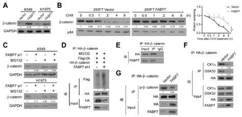 Metastatic Tumor Cell-Specific FABP7 Promotes NSCLC Metastasis via ...