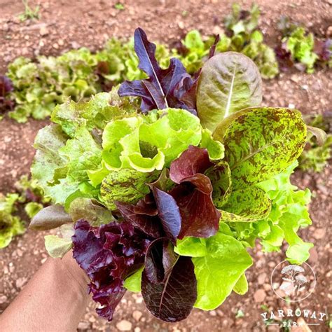 GREENS – Yarroway Farm