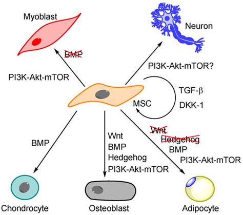 The Complexity of Targeting PI3K-Akt-mTOR Signalling in Human Acute ...