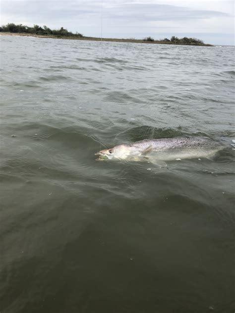 CCA Texas supports TPWD proposal to implement universal five-fish speckled trout bag limit - CCA ...