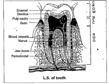 Draw a neat labelled diagram of LS of tooth.