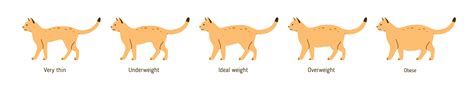 Is My Cat Overweight? How to Tell | Ocala Vets