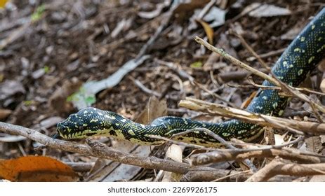 Diamond Python Care 的图像结果