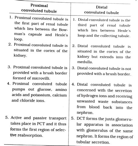 Proximal convoluted tuble and Distal convoluted tuble.