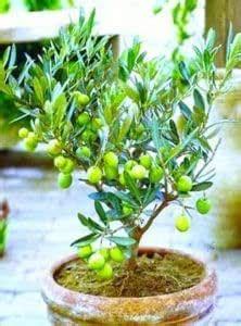 ARIYA Orijinal Varaity indian Olive Jalpai Fruit (Air Layering/Grafted ...
