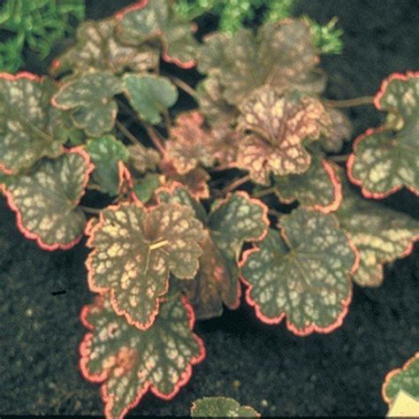 Heuchère - Heuchera Beauty Color | Heuchera, Shade garden plants ...
