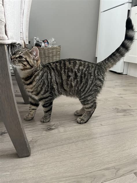 Is this a healthy weight for a 5month old kitten? : r/cats