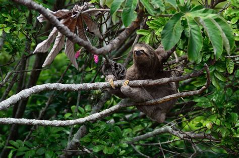 Image result for Sloth Guide Vesteria