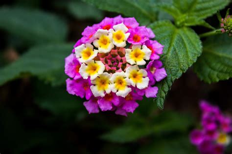 Image result for Flower Project