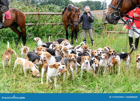 Are Beagles Hunting Dogs