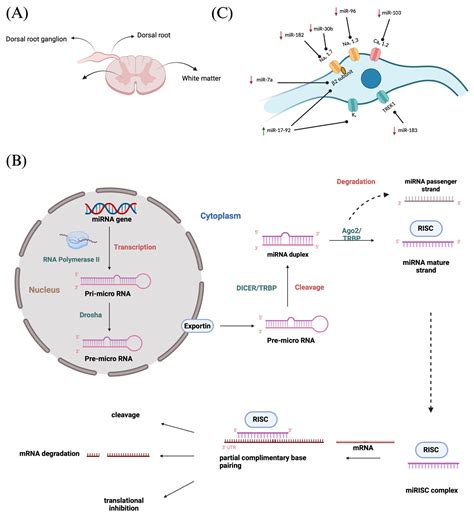 MicroRNA-Based Delivery Systems for Chronic Neuropathic Pain Treatment ...