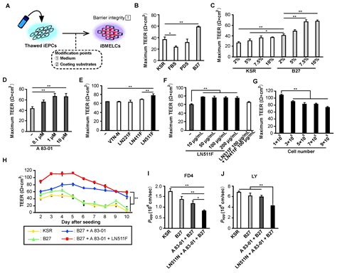 Generation of Brain Microvascular Endothelial-like Cells from Human iPS ...