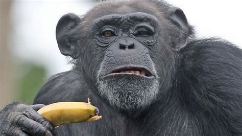 Chimp Using Fire 的图像结果