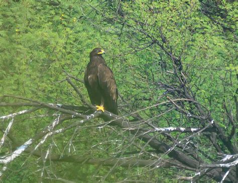 Greater Spotted Eagle,ટપકીવાળો જુમ્મસ, મોટો કાળો જુમ્મસ